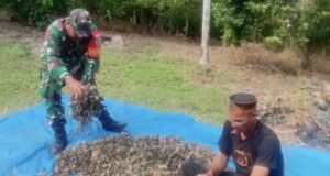 Babinsa Bantu Jemur Nilam, Wujud Nyata Kepedulian di Wilayah Binaan