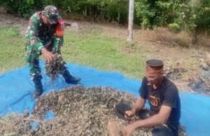 Babinsa Bantu Jemur Nilam, Wujud Nyata Kepedulian di Wilayah Binaan