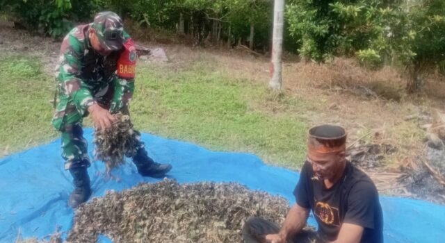 Babinsa Bantu Jemur Nilam, Wujud Nyata Kepedulian di Wilayah Binaan