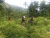 Babinsa Turun Tangan, Panen Cabai Rawit di Gampong Paya Kian Semangat