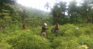 Babinsa Turun Tangan, Panen Cabai Rawit di Gampong Paya Kian Semangat