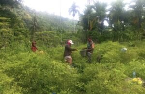 Babinsa Turun Tangan, Panen Cabai Rawit di Gampong Paya Kian Semangat