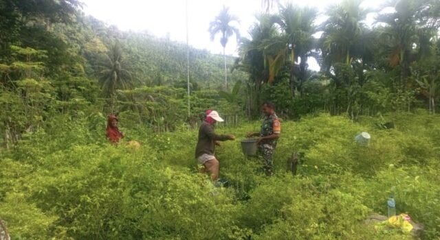 Babinsa Turun Tangan, Panen Cabai Rawit di Gampong Paya Kian Semangat