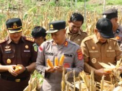 Panen Jagung Kuartal II di Paya Seunara, Perkuat Ketahanan Pangan Daerah