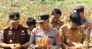 Panen Jagung Kuartal II di Paya Seunara, Perkuat Ketahanan Pangan Daerah