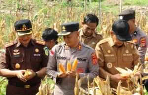 Panen Jagung Kuartal II di Paya Seunara, Perkuat Ketahanan Pangan Daerah