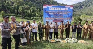Kodim 0112/Sabang Ikut Serta Dukung Ketahanan Pangan Melalui Panen Raya Jagung Pipil di Paya Seunara