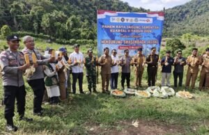 Kodim 0112/Sabang Ikut Serta Dukung Ketahanan Pangan Melalui Panen Raya Jagung Pipil di Paya Seunara