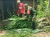 Babinsa Krueng Raya Bantu Pakan Ternak, Wujud Nyata Dukungan untuk Peternak Lokal
