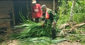 Babinsa Krueng Raya Bantu Pakan Ternak, Wujud Nyata Dukungan untuk Peternak Lokal