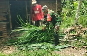 Babinsa Krueng Raya Bantu Pakan Ternak, Wujud Nyata Dukungan untuk Peternak Lokal