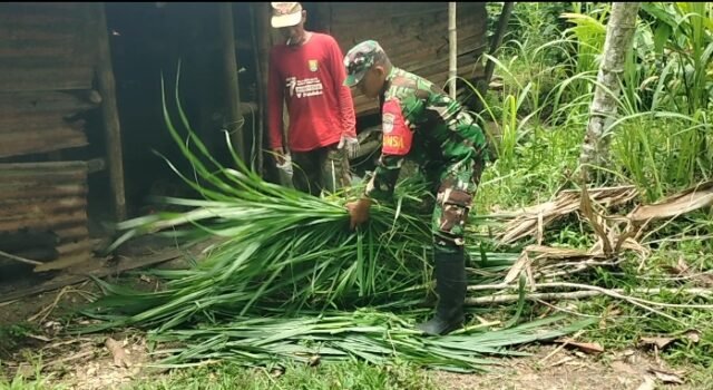 Babinsa Krueng Raya Bantu Pakan Ternak, Wujud Nyata Dukungan untuk Peternak Lokal