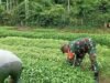 Turun Tangan di Lahan, Babinsa Koramil 02/Sukakarya Perkuat Semangat Pertanian Warga Batee Shoek