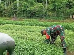 Turun Tangan di Lahan, Babinsa Koramil 02/Sukakarya Perkuat Semangat Pertanian Warga Batee Shoek