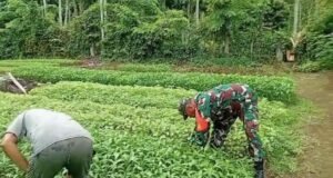 Turun Tangan di Lahan, Babinsa Koramil 02/Sukakarya Perkuat Semangat Pertanian Warga Batee Shoek