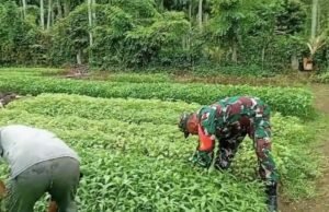 Turun Tangan di Lahan, Babinsa Koramil 02/Sukakarya Perkuat Semangat Pertanian Warga Batee Shoek