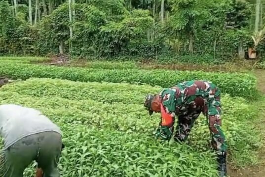 Turun Tangan di Lahan, Babinsa Koramil 02/Sukakarya Perkuat Semangat Pertanian Warga Batee Shoek
