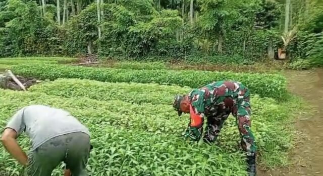 Turun Tangan di Lahan, Babinsa Koramil 02/Sukakarya Perkuat Semangat Pertanian Warga Batee Shoek