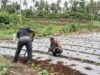 Perkuat Ketahanan Pangan, Babinsa Cot Ba’U Dampingi Petani Cabe di Lahan Hanpangan
