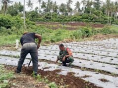 Perkuat Ketahanan Pangan, Babinsa Cot Ba’U Dampingi Petani Cabe di Lahan Hanpangan