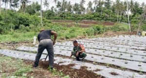 Perkuat Ketahanan Pangan, Babinsa Cot Ba’U Dampingi Petani Cabe di Lahan Hanpangan