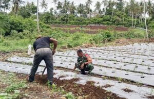 Perkuat Ketahanan Pangan, Babinsa Cot Ba’U Dampingi Petani Cabe di Lahan Hanpangan