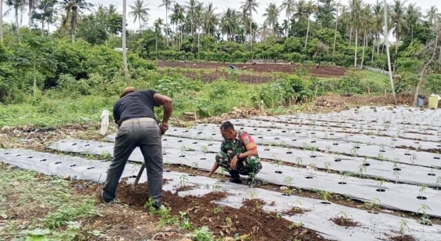 Perkuat Ketahanan Pangan, Babinsa Cot Ba’U Dampingi Petani Cabe di Lahan Hanpangan