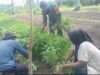 Wujud Kepedulian, Babinsa Koramil 01/Sukajaya Turun Langsung Bantu Petani Panen Kangkung di Cot Abeuk
