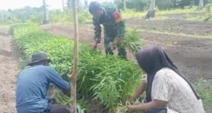 Wujud Kepedulian, Babinsa Koramil 01/Sukajaya Turun Langsung Bantu Petani Panen Kangkung di Cot Abeuk