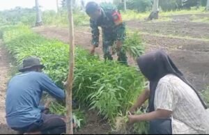 Wujud Kepedulian, Babinsa Koramil 01/Sukajaya Turun Langsung Bantu Petani Panen Kangkung di Cot Abeuk