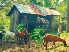Tingkatkan Produktivitas, Babinsa Koramil 02/Sukakarya Bina Peternak Kambing di Wilayah Binaan