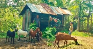 Tingkatkan Produktivitas, Babinsa Koramil 02/Sukakarya Bina Peternak Kambing di Wilayah Binaan