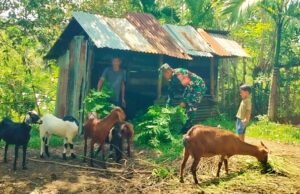 Tingkatkan Produktivitas, Babinsa Koramil 02/Sukakarya Bina Peternak Kambing di Wilayah Binaan