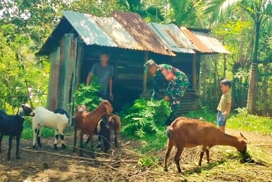Tingkatkan Produktivitas, Babinsa Koramil 02/Sukakarya Bina Peternak Kambing di Wilayah Binaan