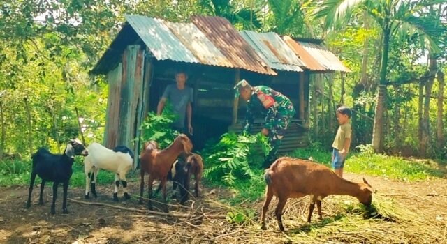 Tingkatkan Produktivitas, Babinsa Koramil 02/Sukakarya Bina Peternak Kambing di Wilayah Binaan