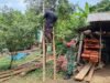 Babinsa Batee Shoek Turut Bantu Warga Saat Panen Cengkeh, Kebersamaan Kian Terjalin