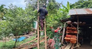 Babinsa Batee Shoek Turut Bantu Warga Saat Panen Cengkeh, Kebersamaan Kian Terjalin