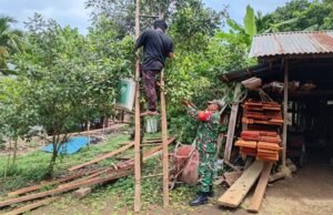 Babinsa Batee Shoek Turut Bantu Warga Saat Panen Cengkeh, Kebersamaan Kian Terjalin