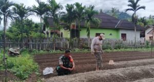 Semangat Swasembada Pangan, Babinsa Jaboi Bantu Petani Siapkan Lahan Cabai