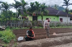 Semangat Swasembada Pangan, Babinsa Jaboi Bantu Petani Siapkan Lahan Cabai