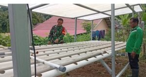 Babinsa Dampingi Petani Hidroponik, Dorong Ketahanan Pangan Modern di Aneuk Laot