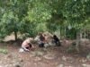 Dari Kebun untuk Ketahanan Ekonomi, Babinsa Keuneukai Dampingi Warga Panen Cengkeh