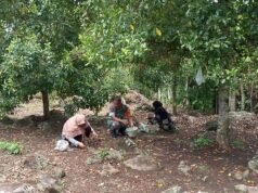 Dari Kebun untuk Ketahanan Ekonomi, Babinsa Keuneukai Dampingi Warga Panen Cengkeh