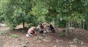 Dari Kebun untuk Ketahanan Ekonomi, Babinsa Keuneukai Dampingi Warga Panen Cengkeh