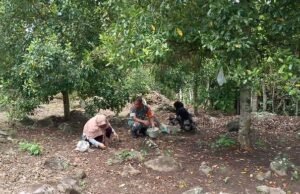 Dari Kebun untuk Ketahanan Ekonomi, Babinsa Keuneukai Dampingi Warga Panen Cengkeh