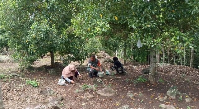 Dari Kebun untuk Ketahanan Ekonomi, Babinsa Keuneukai Dampingi Warga Panen Cengkeh