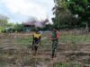 Semangat Ketahanan Pangan, Babinsa Kuta Barat Bersama Petani Rawat Tanaman Cabai