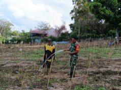 Semangat Ketahanan Pangan, Babinsa Kuta Barat Bersama Petani Rawat Tanaman Cabai