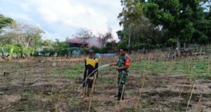 Semangat Ketahanan Pangan, Babinsa Kuta Barat Bersama Petani Rawat Tanaman Cabai