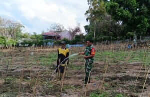 Semangat Ketahanan Pangan, Babinsa Kuta Barat Bersama Petani Rawat Tanaman Cabai